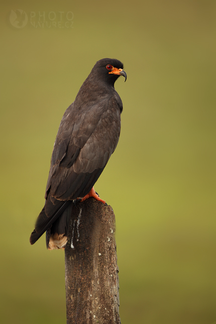 Luněc bažinný (Rostrhamus sociabilis), Pantanal