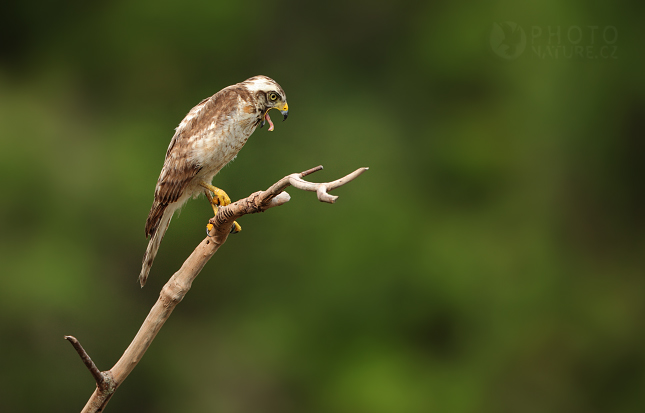 Káně krahujová (Buteo magnirostris), Pantanal