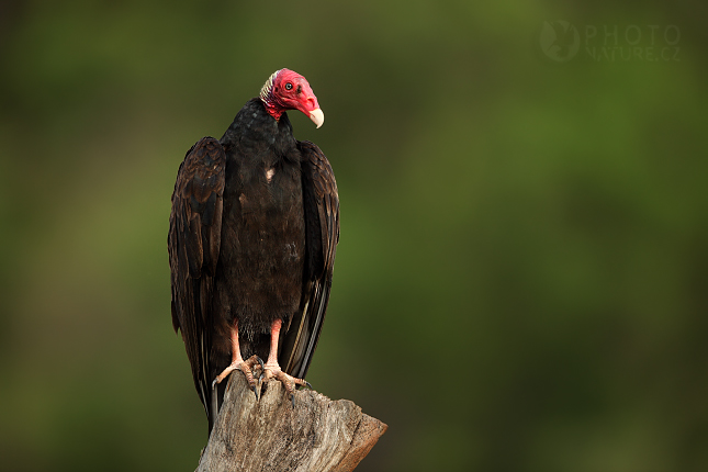 Kondor krocanovitý (Cathartes aura), Everglades