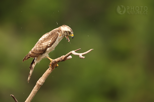 Káně krahujová (Buteo magnirostris), Pantanal