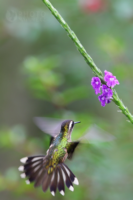 Kolibřík mozaikový (Adelomyia melanogenys)