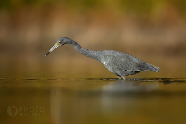 Volavka modrošedá (Egretta caerulea), Florida