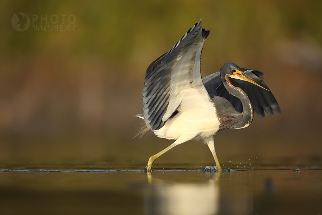 Volavka tříbarvá (Egretta tricolor), Florida