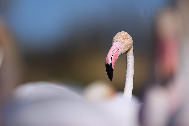 Plameňák růžový (Phoenicopterus ruber)