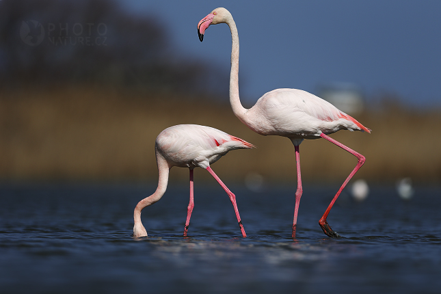 Plameňák růžový (Phoenicopterus ruber)