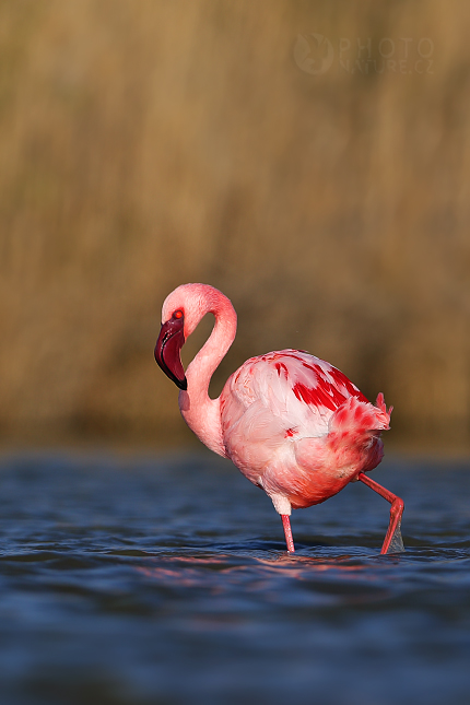 Plameňák malý (Phoenicopterus minor) 