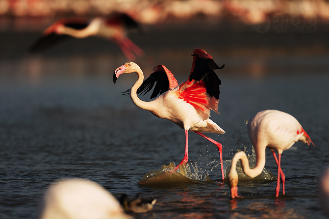 Plameňák růžový (Phoenicopterus ruber)