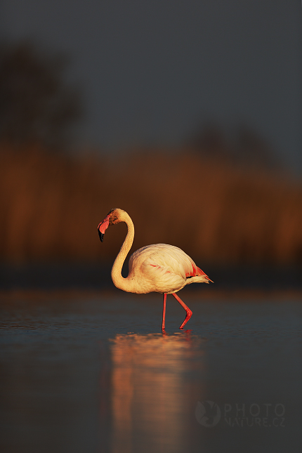 Plameňák růžový (Phoenicopterus ruber)