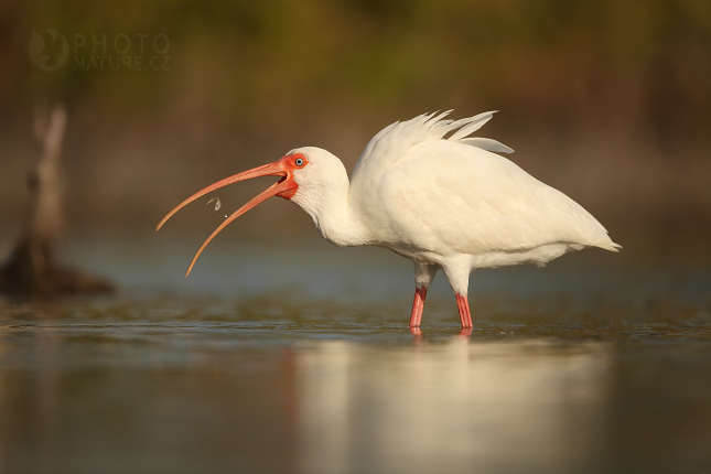 Ibis bílý (Eudocimus albus), Florida