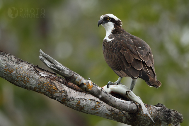 Orlovec říční (Pandion haliaetus), Florida