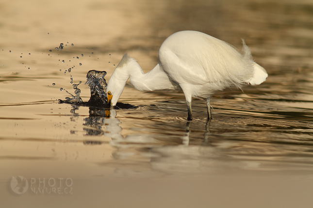 Volavka bělostná (Egretta thula), Florida