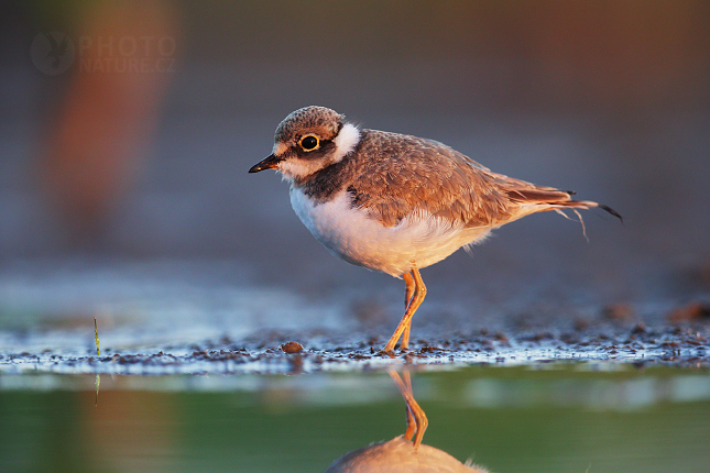 Kulík říční (Charadrius dubius)