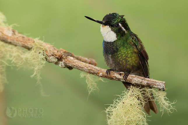 Kolibřík pokřovní (Lampornis castaneoventris), Kostarika