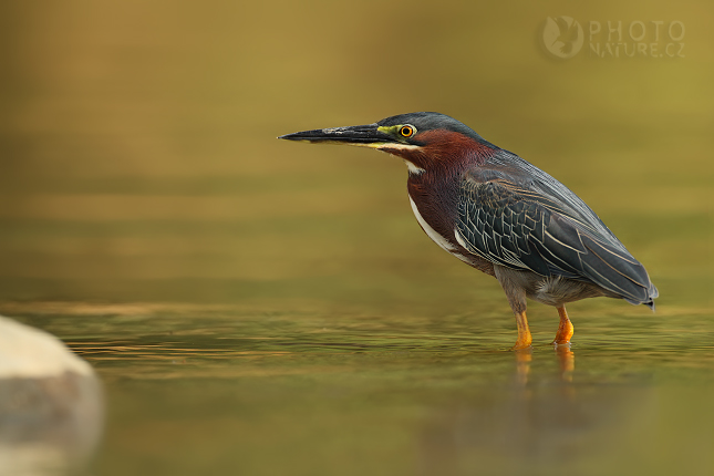 Volavka proměnlivá (Butorides striatus virescens), Kostarika