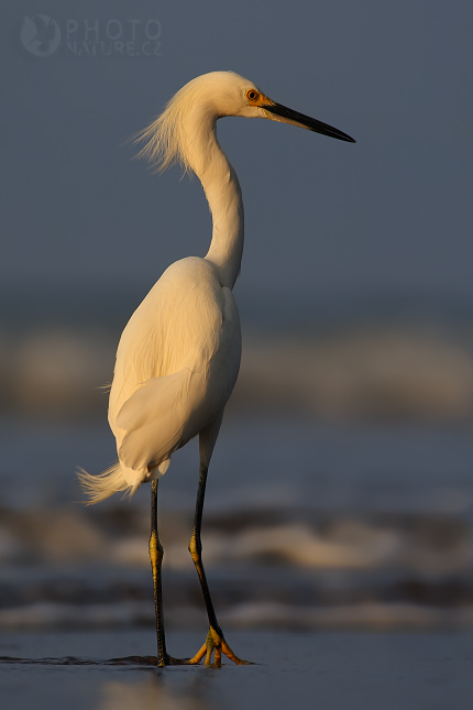 Volavka bělostná (Egretta thula), Kostarika