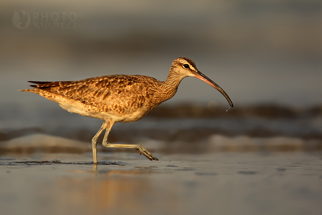 Koliha malá (Numenius phaeopus), Kostarika