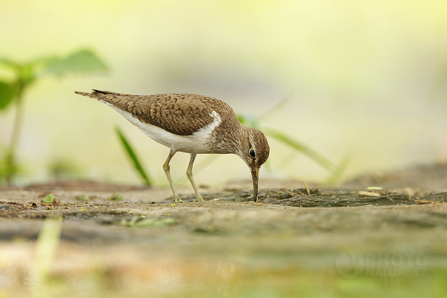 Pisík obecný (Actitis hypoleucos)