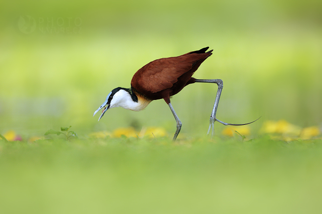 Ostnák africký (Actophilornis africanus)