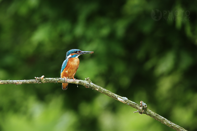 Ledňáček říční (Alcedo atthis) 