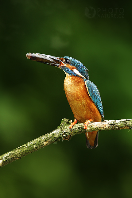 Ledňáček říční (Alcedo atthis)