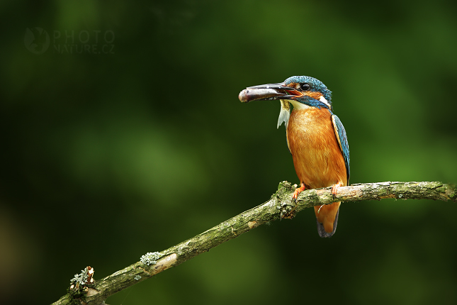 Ledňáček říční (Alcedo atthis)