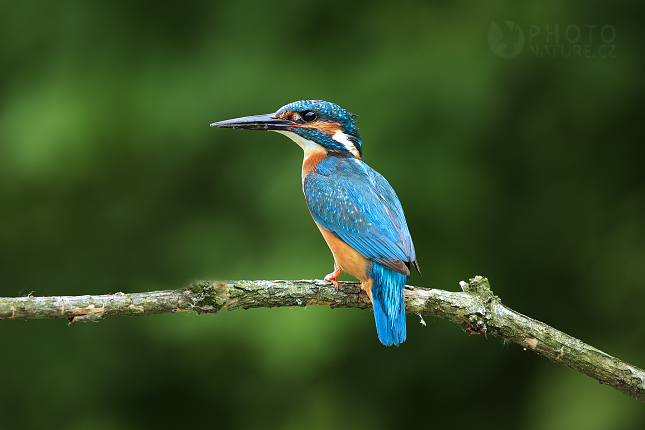 Ledňáček říční (Alcedo atthis)