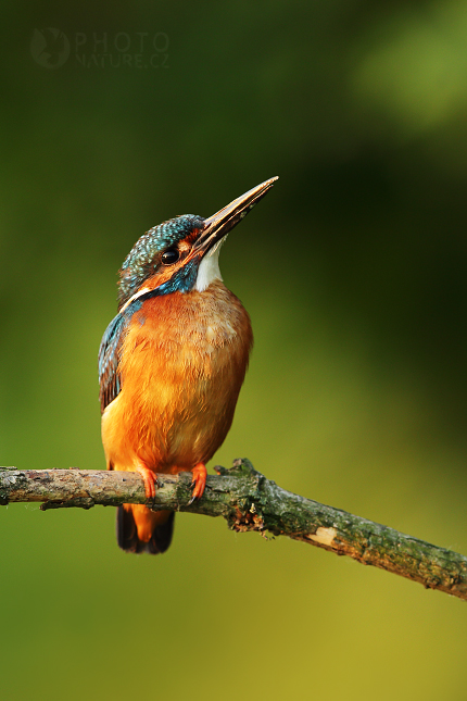 Ledňáček říční (Alcedo atthis)