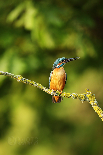 Ledňáček říční (Alcedo atthis)