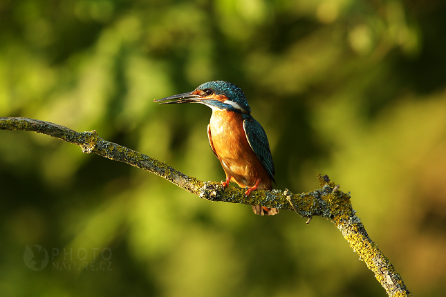 Ledňáček říční (Alcedo atthis)