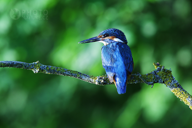 Ledňáček říční (Alcedo atthis)