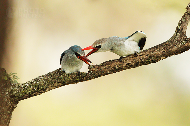 Ledňáček senegalský (Halcyon senegalensis)