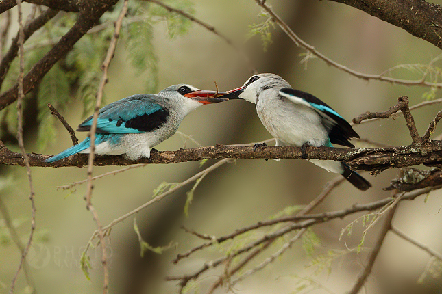 Ledňáček senegalský (Halcyon senegalensis)