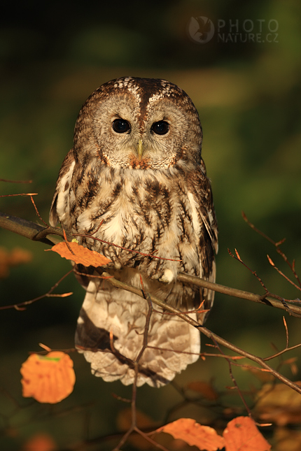 Puštík obecný (Strix aluco), Česko