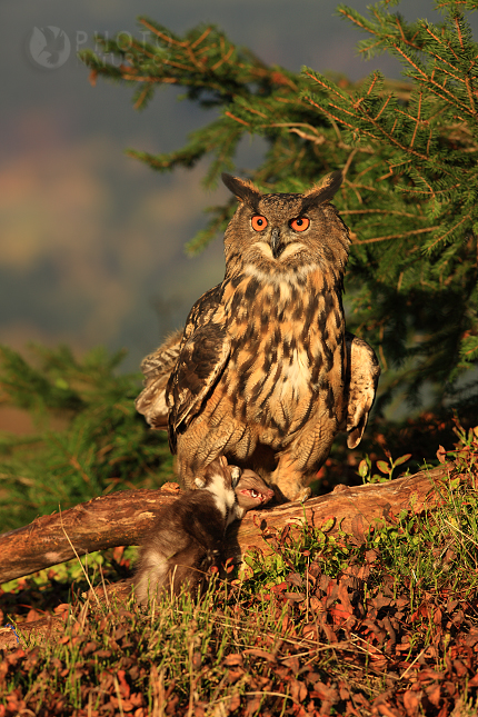 Výr velký (Bubo bubo), Česko