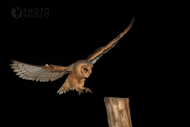 Sova pálená (Tyto alba), Česko