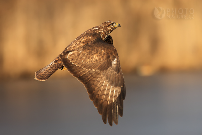 Káně lesní (Buteo buteo), Česko