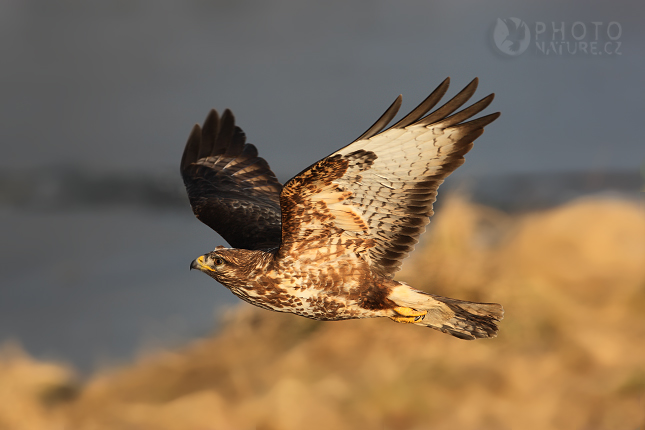 Káně lesní (Buteo buteo), Česko