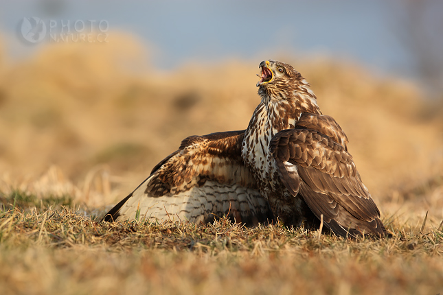 Káně lesní (Buteo buteo), Česko