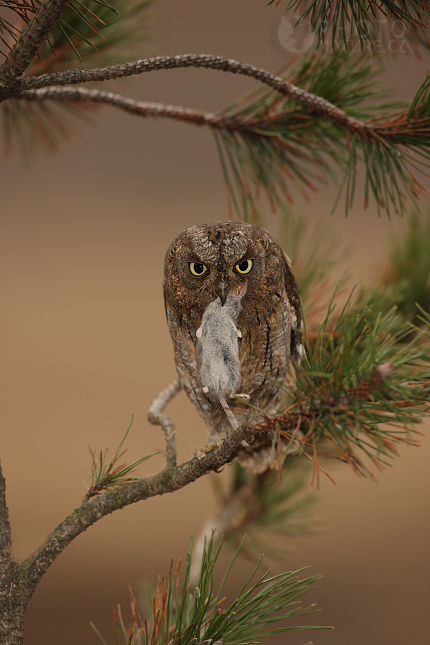 Výreček malý (Otus scops), Česko