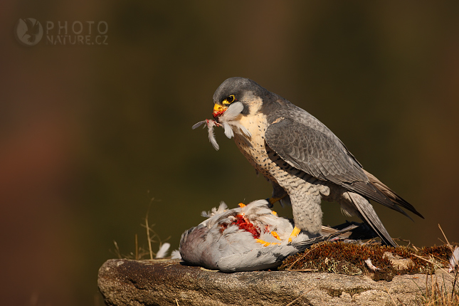 Sokol stěhovavý (Falco peregrinus), Česko