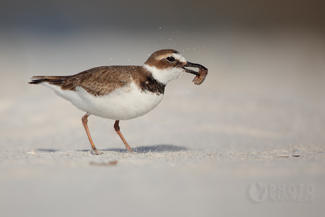 Kulík tlustozobý (Charadrius wilsonia), Florida