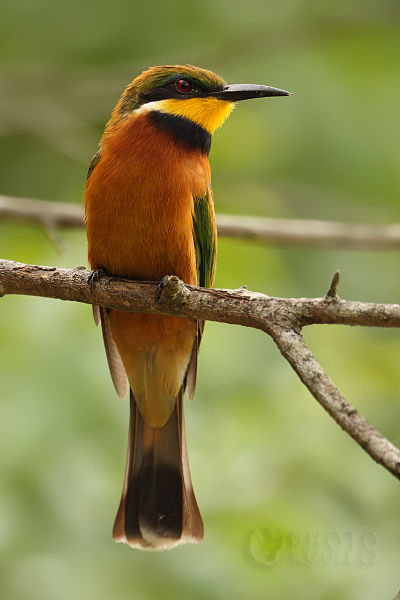 Vlha malá (Merops pusillus), Uganda