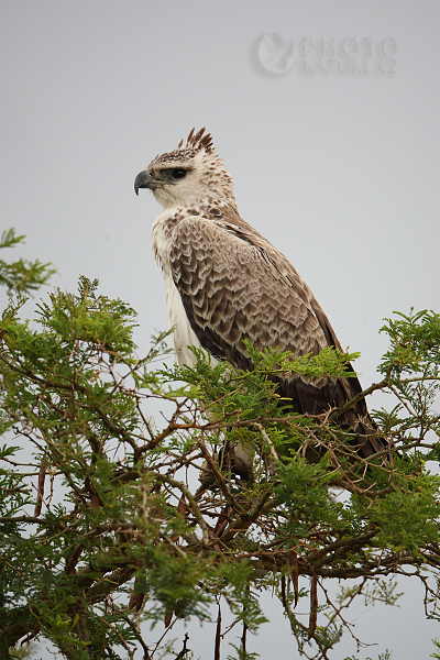 Orel korunkatý (Stephanoaetus coronatus), Uganda