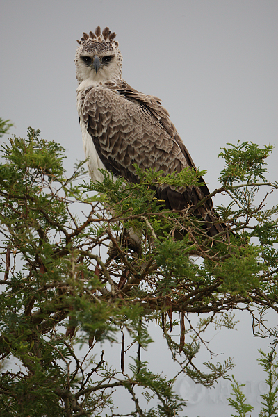 Orel korunkatý (Stephanoaetus coronatus), Uganda