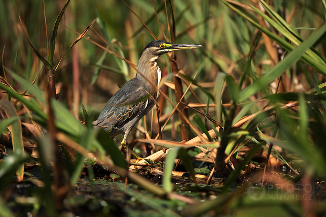 Volavka zelenavá (Butorides virescens), Pantanal