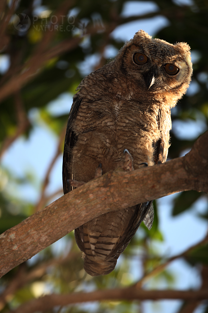 Výreček brýlový (Otus choliba), Pantanal