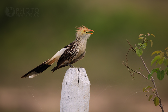 Kukačka guira (Guira guira), Pantanal