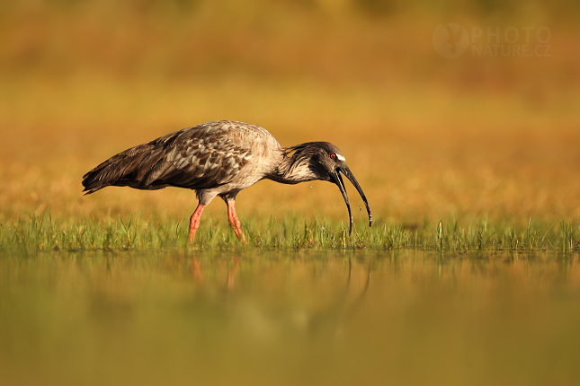 Ibis běločelý (Theristicus caerulescens) 