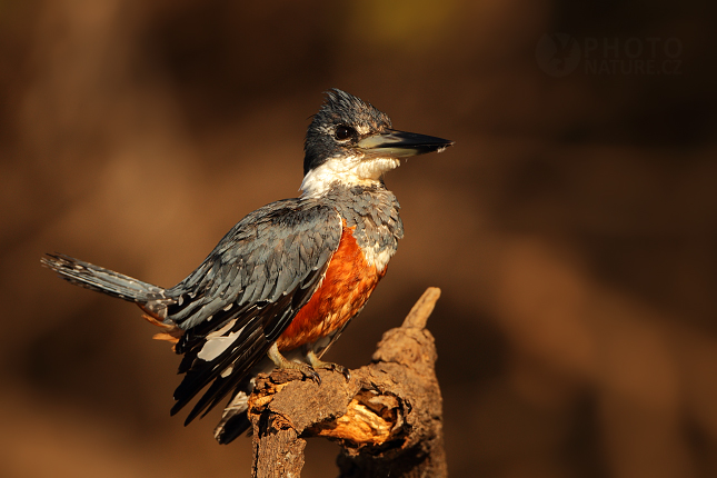 Rybařík obojkový (Megaceryle torquata)