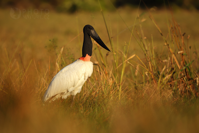 Čáp jabiru (Jabiru mycteria) 